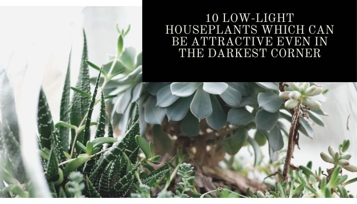 10 Low-light houseplants which can be attractive even in the darkest corner online plants Delivery to Italy