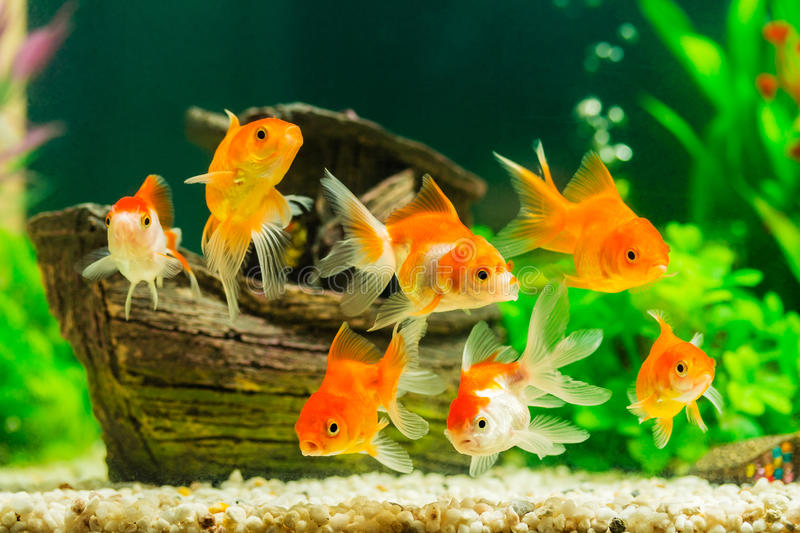 Reproduction of goldfish