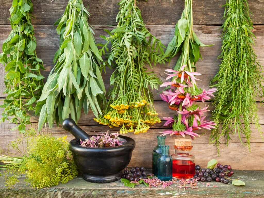 Herbs and Plants