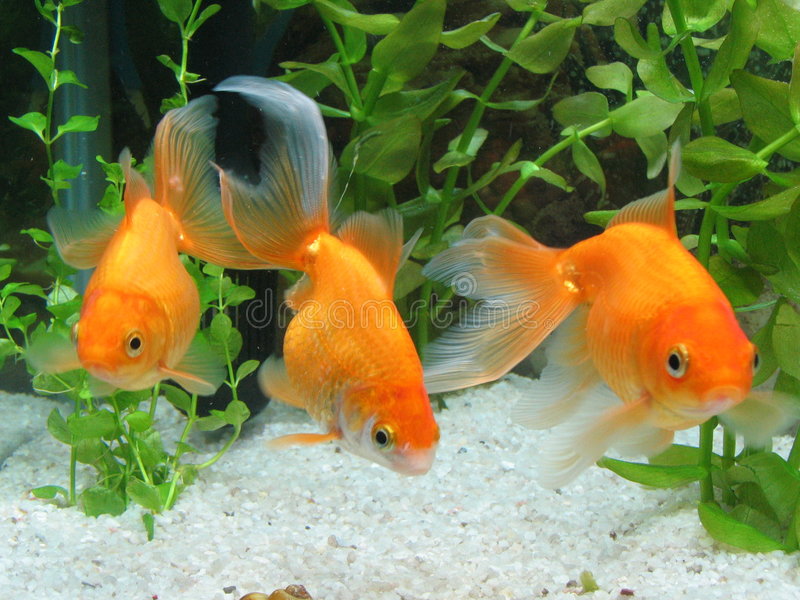 Habitat for goldfish