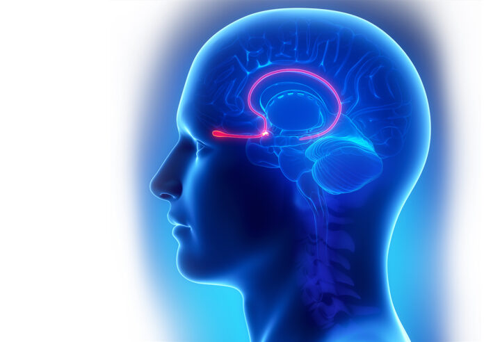 Brain anatomy OLFACTORY BULB - cross section Parkinson's Disease