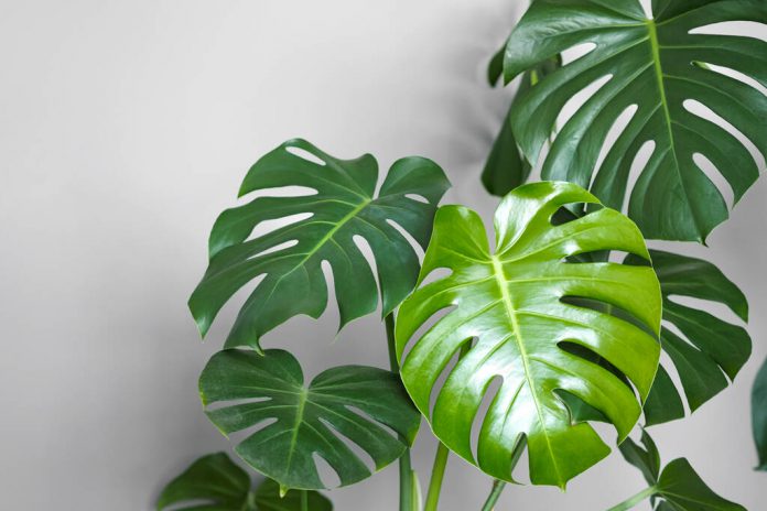 Monstera deliciosa or Swiss cheese plant on a grey background. Monstera Thai Constellation