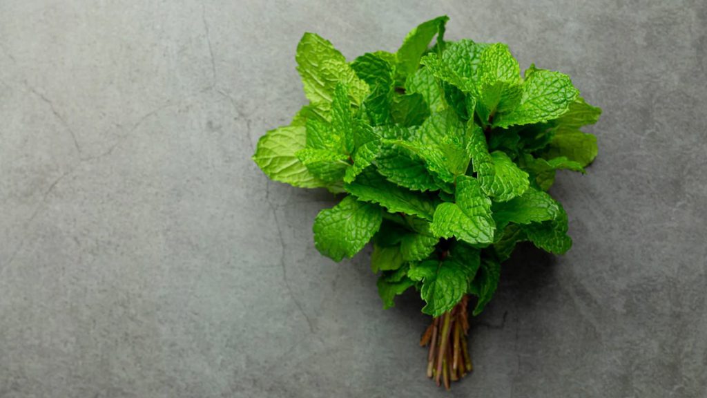 About Mint | Mind Setters