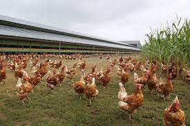 Egg Producers' Donations Support Sustainability and Social Impact Egg Producers' Donations Support Sustainability and Social Impact