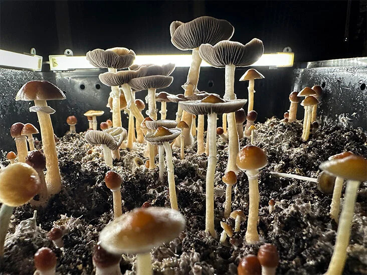 Psilocybin Varieties: A Comprehensive Guide to Different Magic Mushroom ...