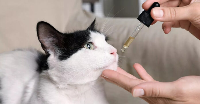 Understanding CBD's Benefits for Cats CBD's Benefits for Cats