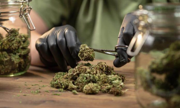 THCA Flower vs. THC Flower